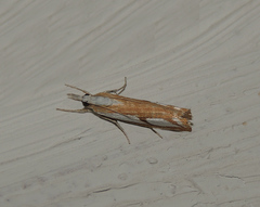 Catoptria permutatellus