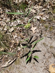 Asclepias viridiflora