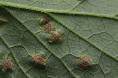Puccinia annularis