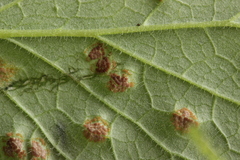 Puccinia annularis