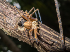 Curicaberis culiacan