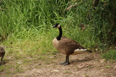 Branta canadensis