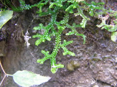 Selaginella helvetica