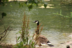 Branta canadensis