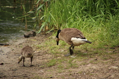 Branta canadensis