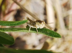 Oedaleus infernalis