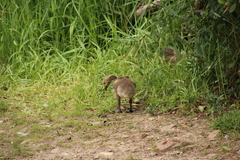 Branta canadensis