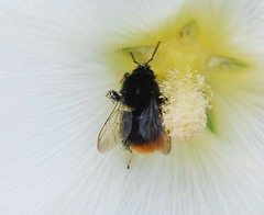 Bombus ignitus