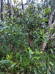 Elaeocarpus reticulatus