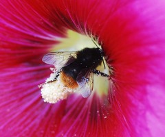 Bombus ignitus