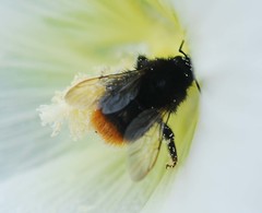 Bombus ignitus
