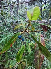 Elaeocarpus reticulatus