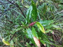 Elaeocarpus reticulatus