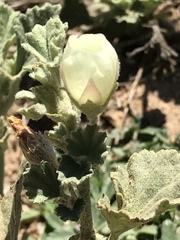 Malvella leprosa