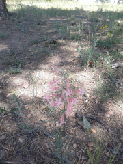 Ipomopsis aggregata collina