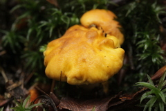Cantharellus amethysteus