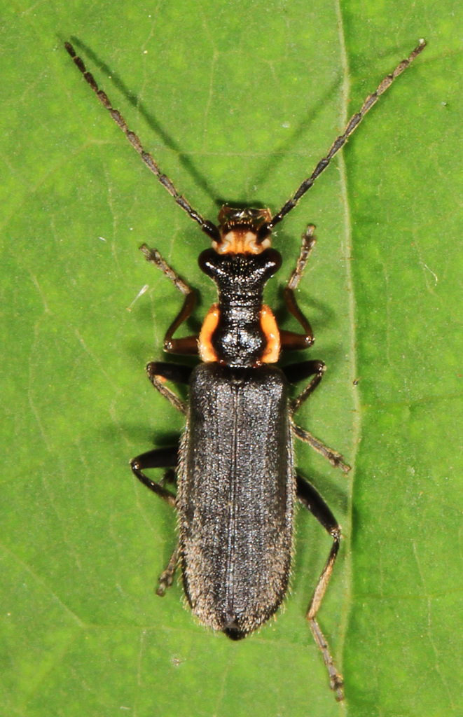 Podabrus