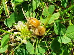 Apis mellifera