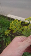 Anethum graveolens