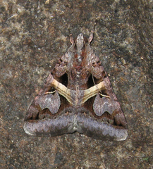 Drasteria grandirena