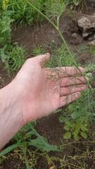 Anethum graveolens