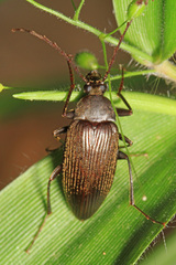 Capnochroa fuliginosa