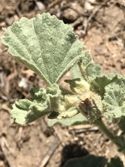 Malvella leprosa