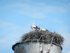 Ciconia ciconia