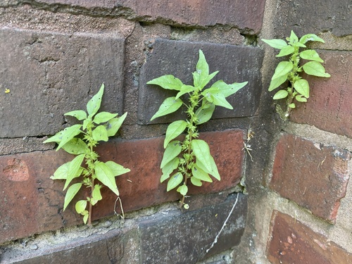 Parietaria pensylvanica iNat (1)
