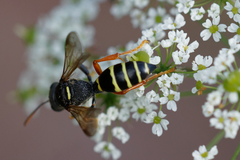 Gorytes quinquecinctus