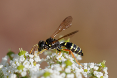 Gorytes quinquecinctus