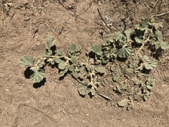 Malvella leprosa