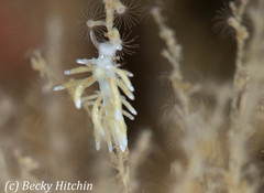 Rubramoena amoena