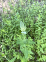 Pycnanthemum setosum