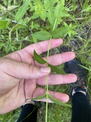 Pycnanthemum setosum