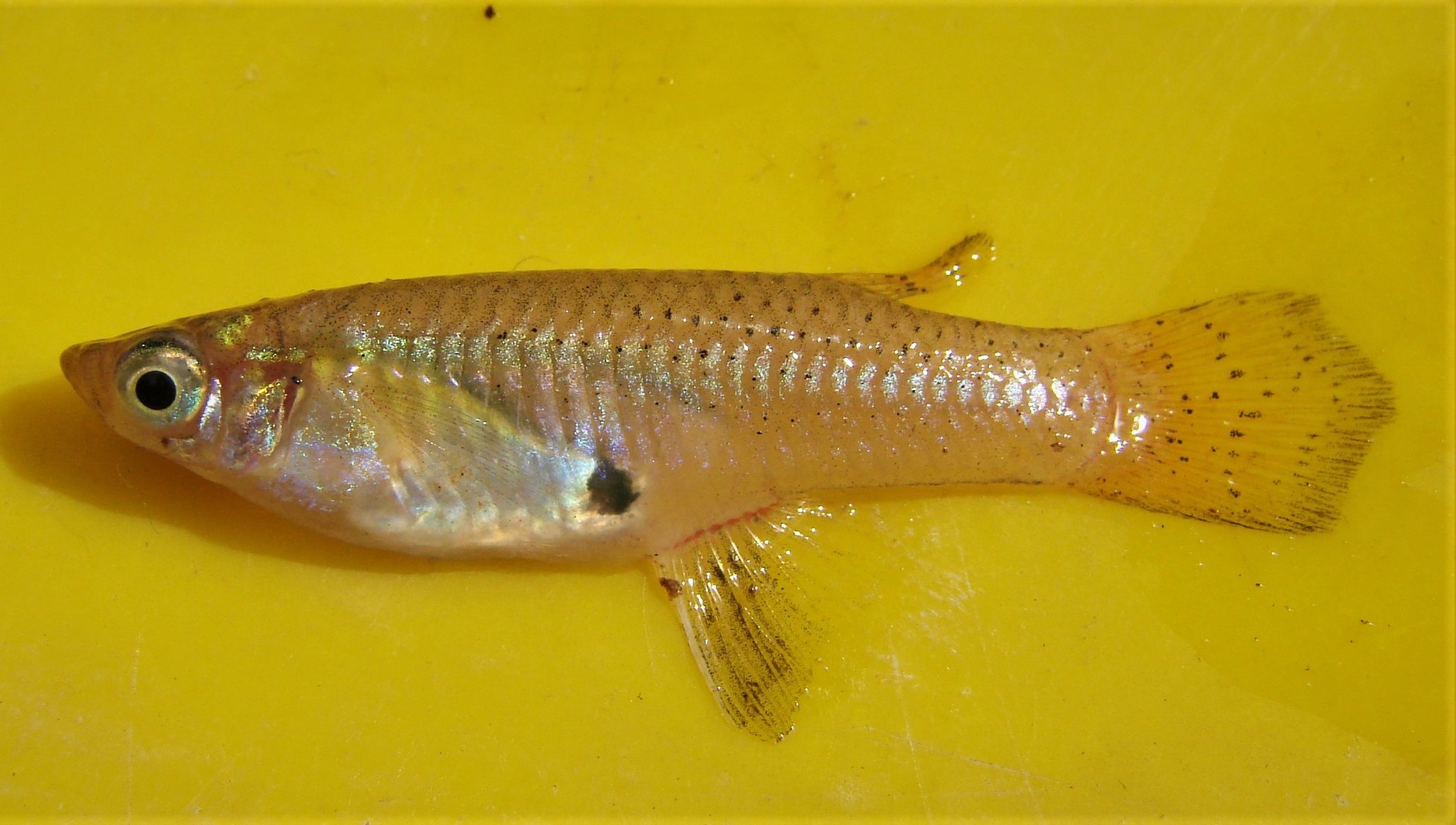 Nicaraguan Mosquitofish photo 2