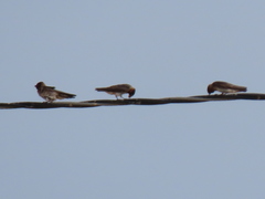 Petrochelidon pyrrhonota