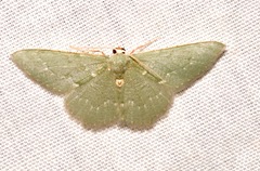 Xerochlora masonaria