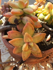 Pachyphytum