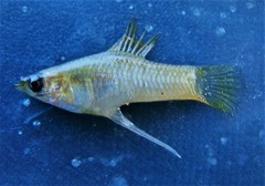 Phallichthys amates