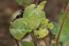 Uromyces trifolii-repentis fallens