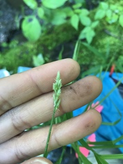 Carex deweyana