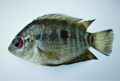 Herotilapia multispinosa