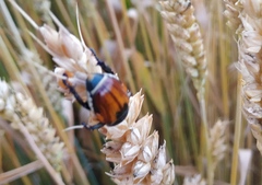 Anisoplia austriaca