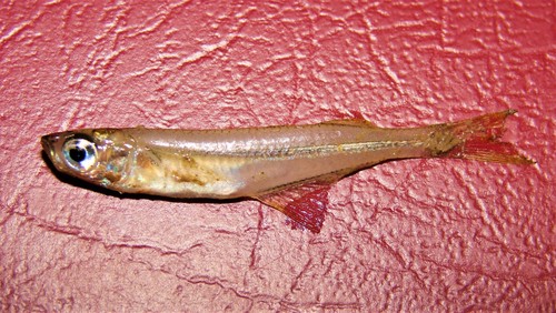 Miller's silverside (Atherinella milleri) — Atherinopsidae — 2