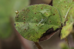 Uromyces trifolii-repentis fallens