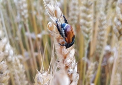Anisoplia austriaca