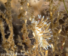 Rubramoena rubescens