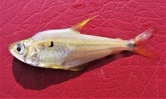 Roeboides bouchellei