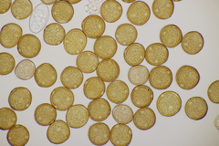 Uromyces trifolii-repentis fallens